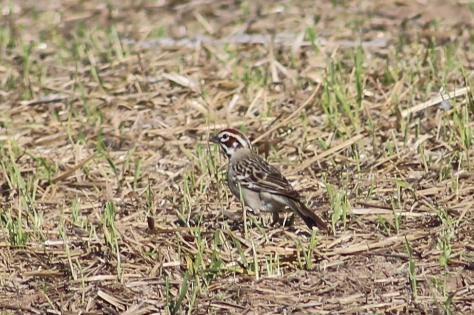 Lark Sparrow - ML343448851