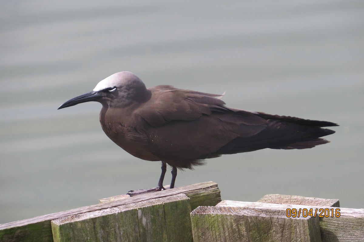 Brown Noddy - ML34344981