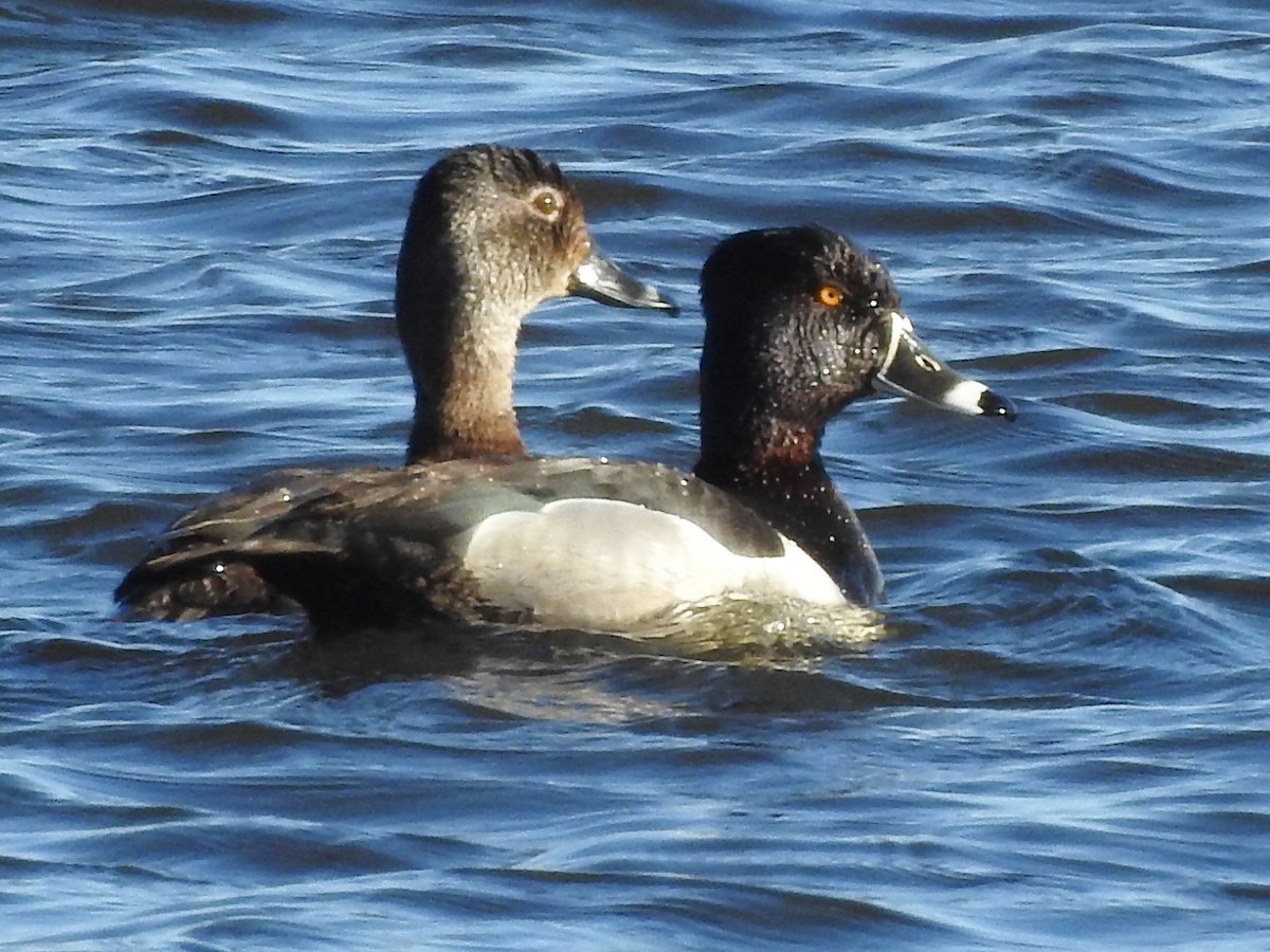 Ring-necked Duck - ML343451121