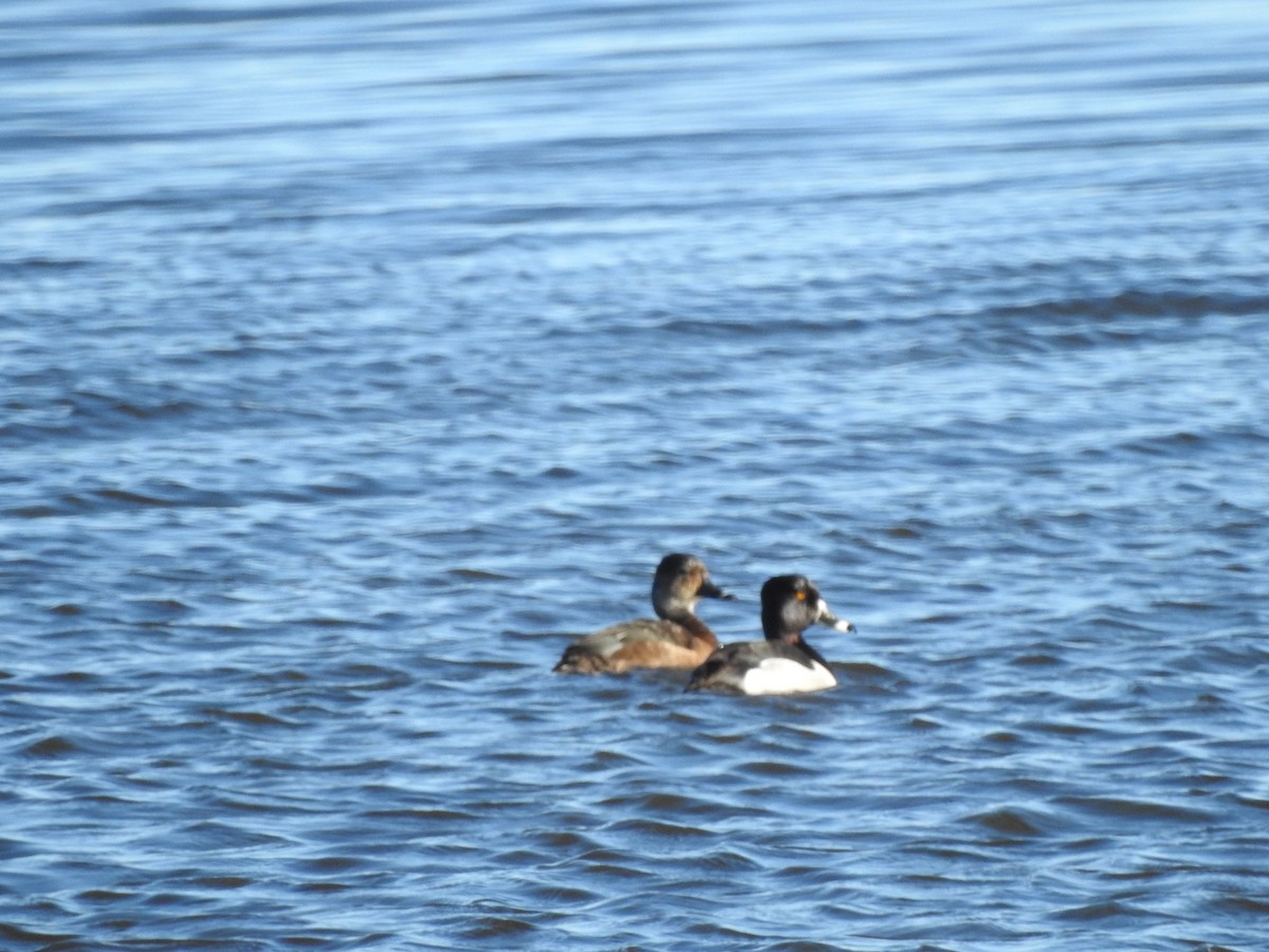 Ring-necked Duck - ML343451561