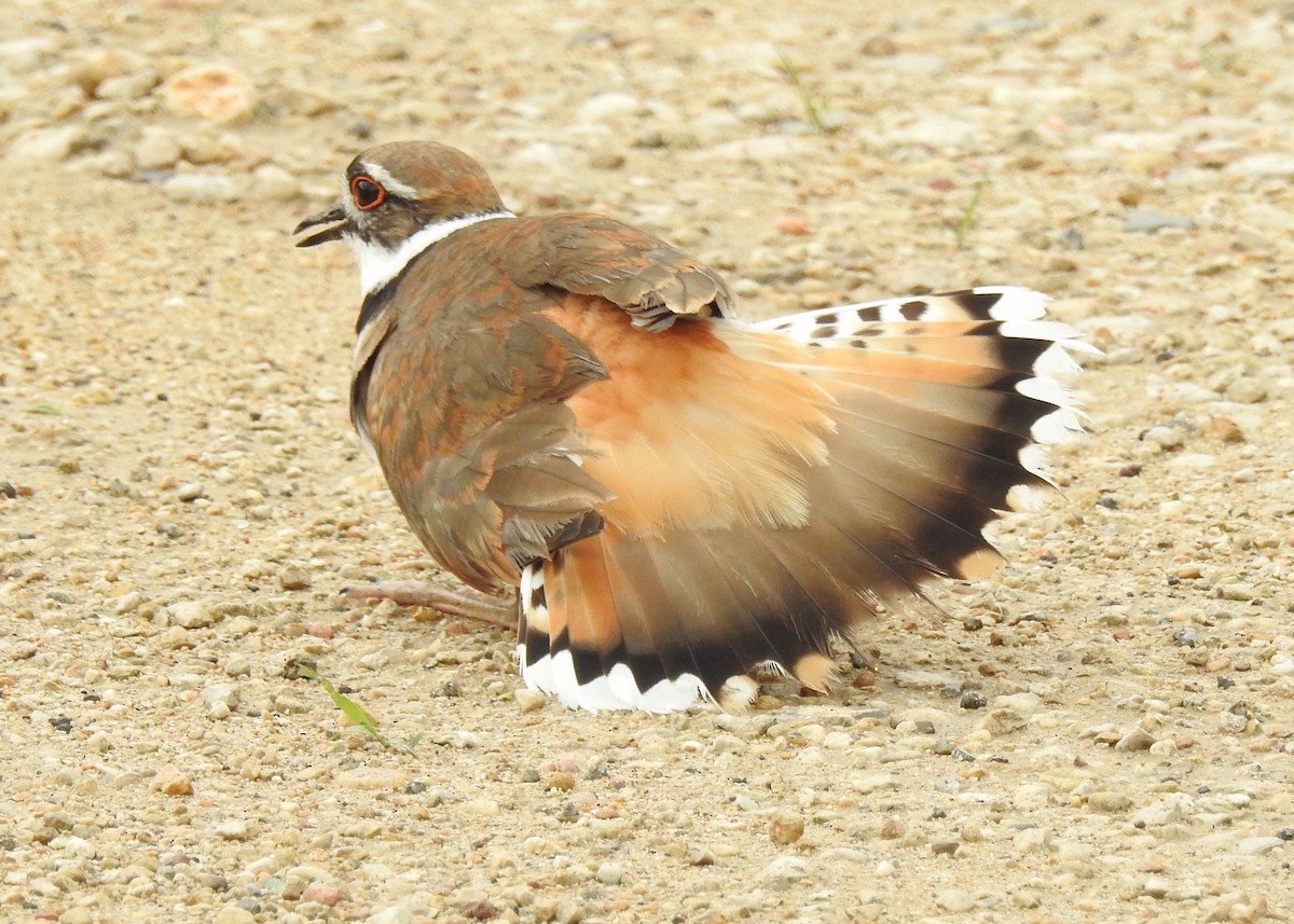 Пісочник крикливий - ML343451641