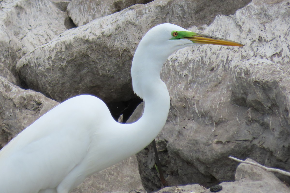 Great Egret - Samuel Lau