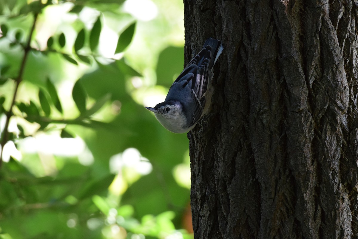White-breasted Nuthatch - ML343452571