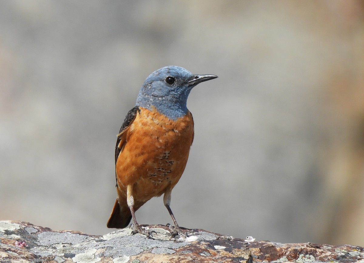 Rufous-tailed Rock-Thrush - Manuel Segura Herrero