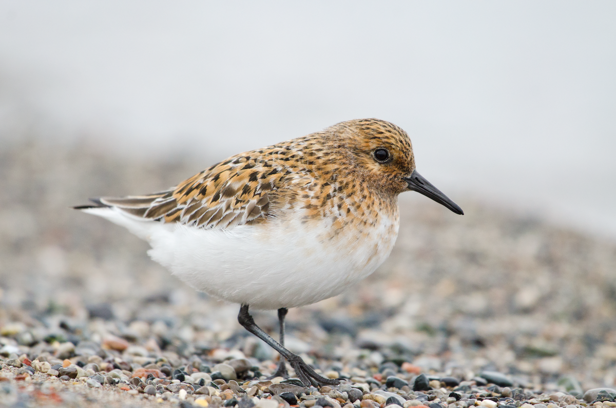 Sanderling - ML343456211