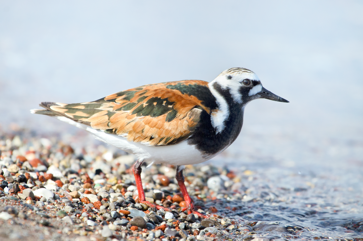 Ruddy Turnstone - ML343456441