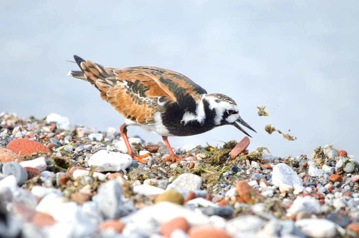 Ruddy Turnstone - ML343456501