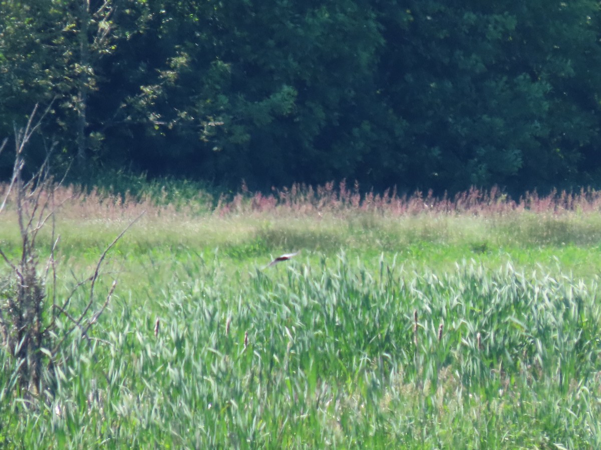 Хилэн хараалай - ML343456721