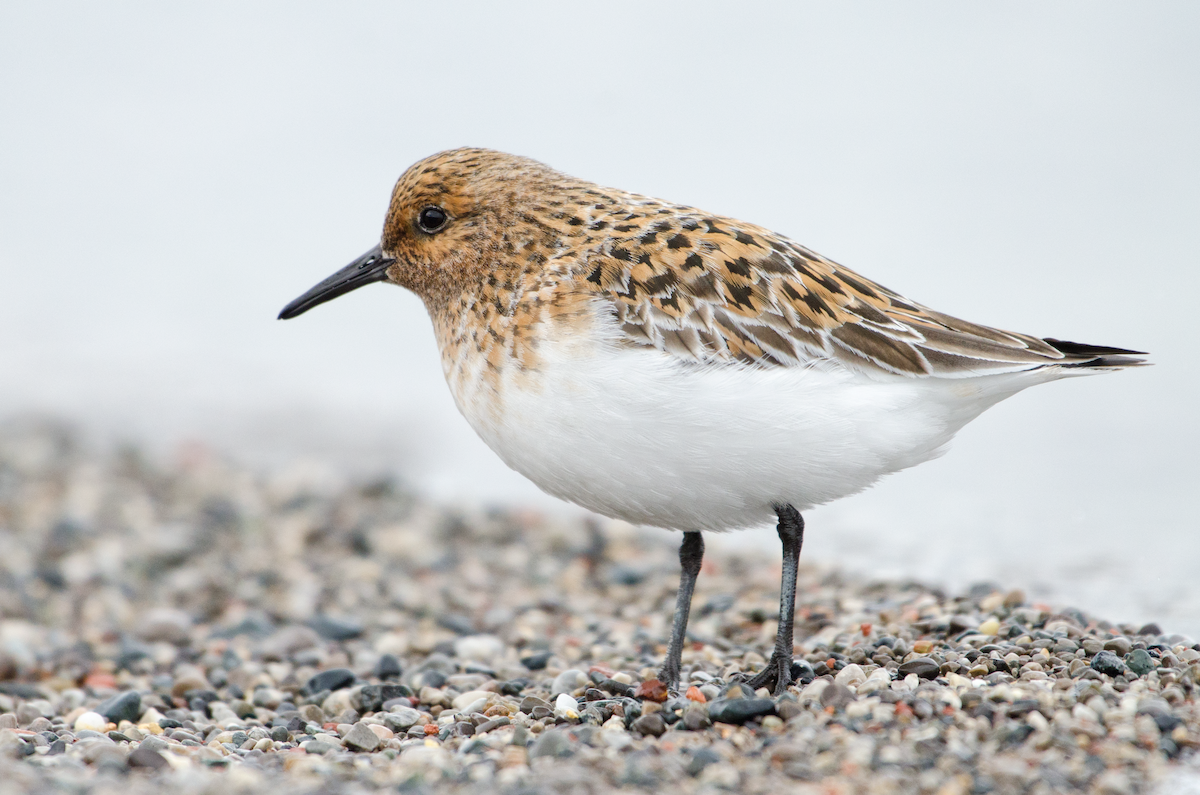 Sanderling - ML343458221