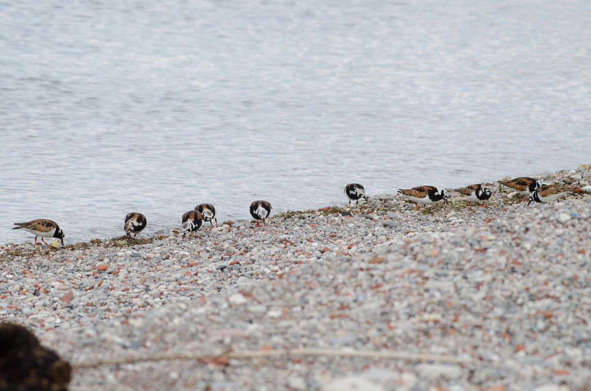 Ruddy Turnstone - ML343460141