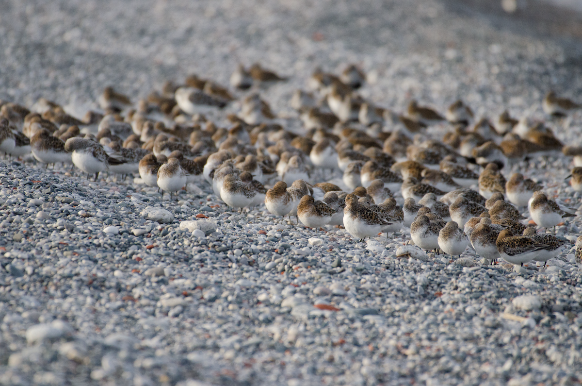 Sanderling - ML343462481