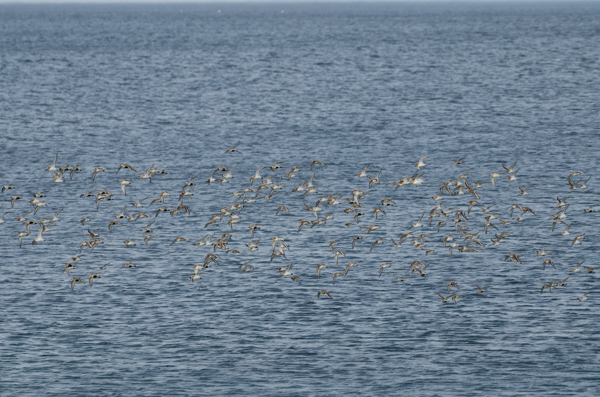 Sanderling - ML343462791