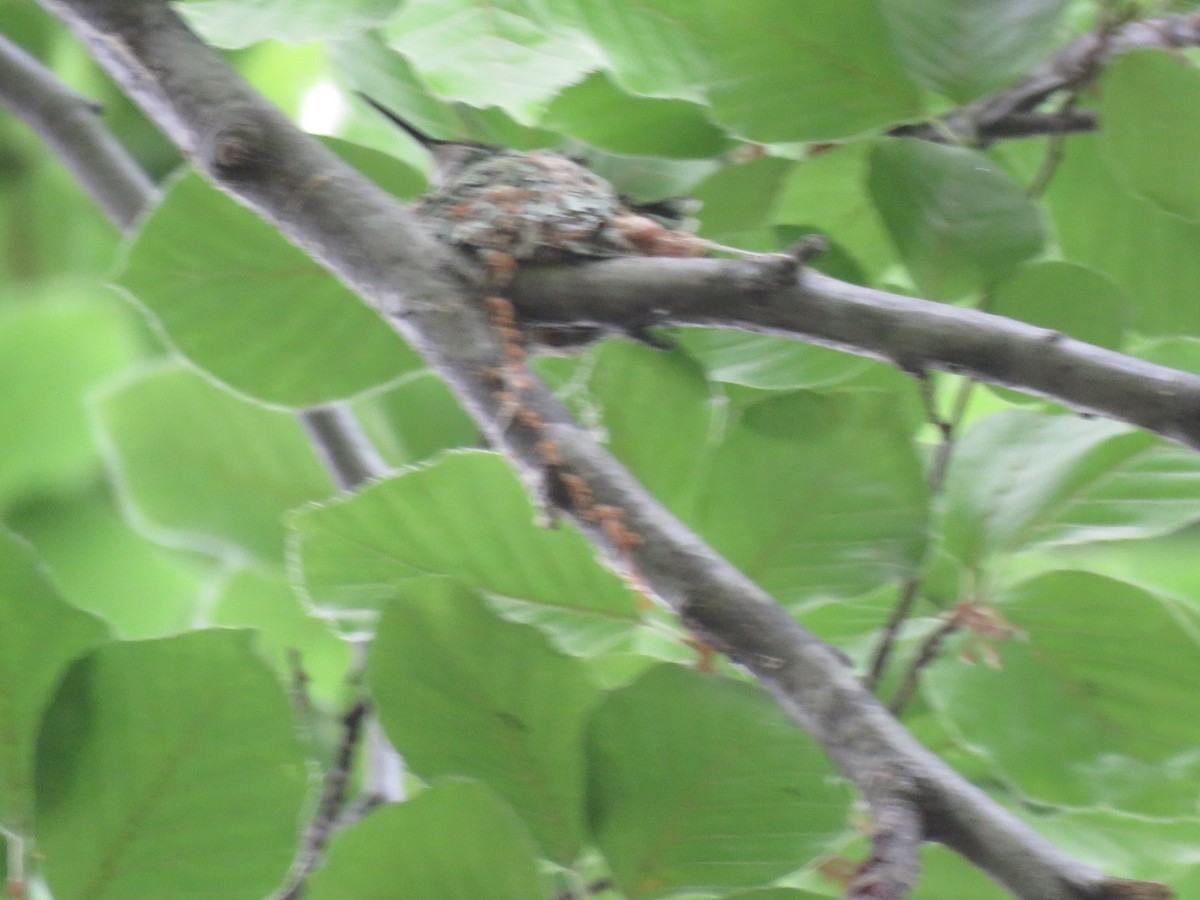 Ruby-throated Hummingbird - ML343463141