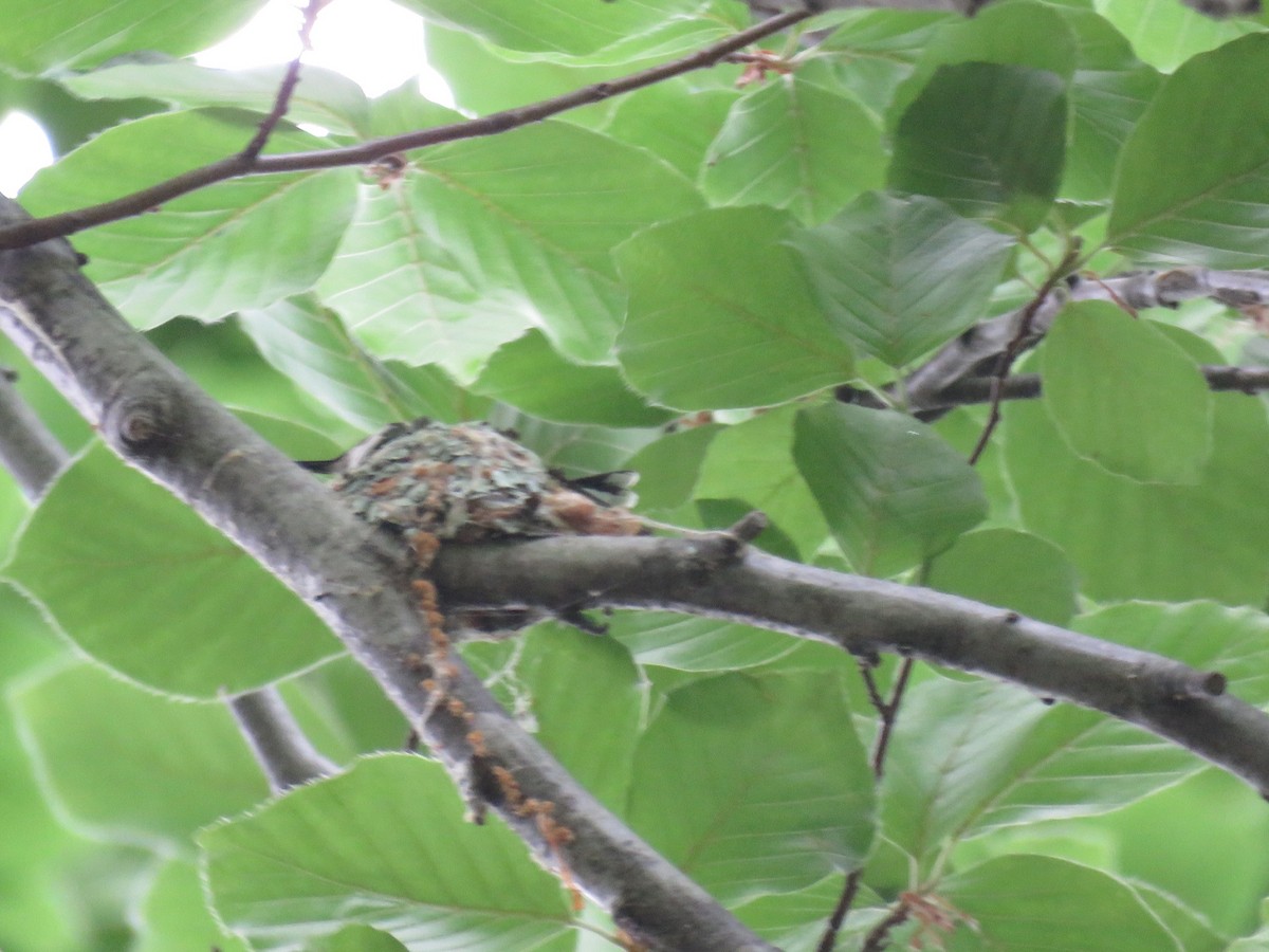 Ruby-throated Hummingbird - ML343463161