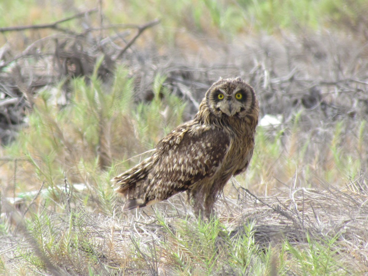Short-eared Owl - ML343463571