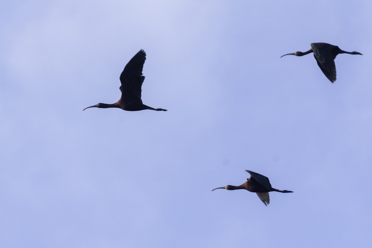 ibis hnědý - ML343464001