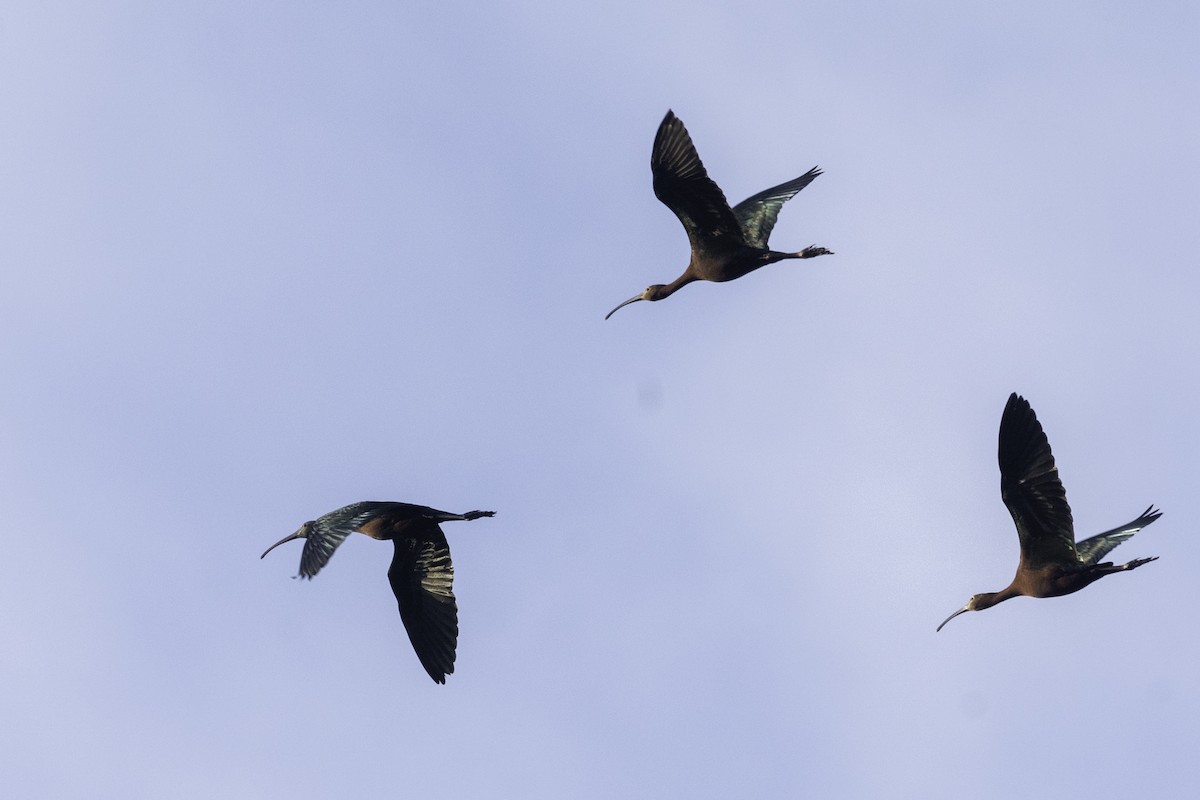 ibis americký - ML343464051