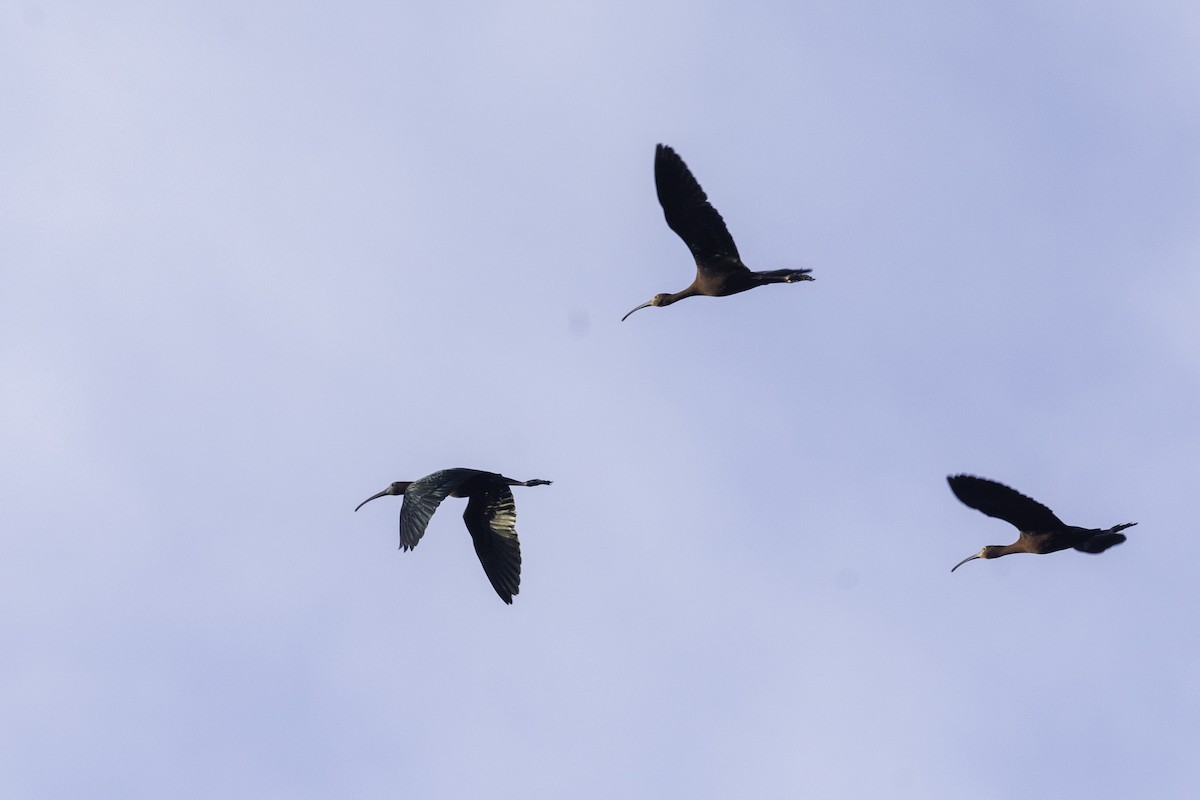 ibis hnědý - ML343464141