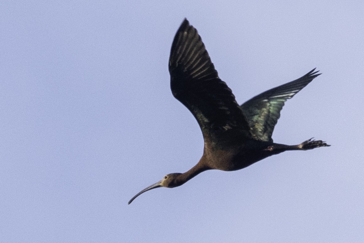 ibis americký - ML343464171