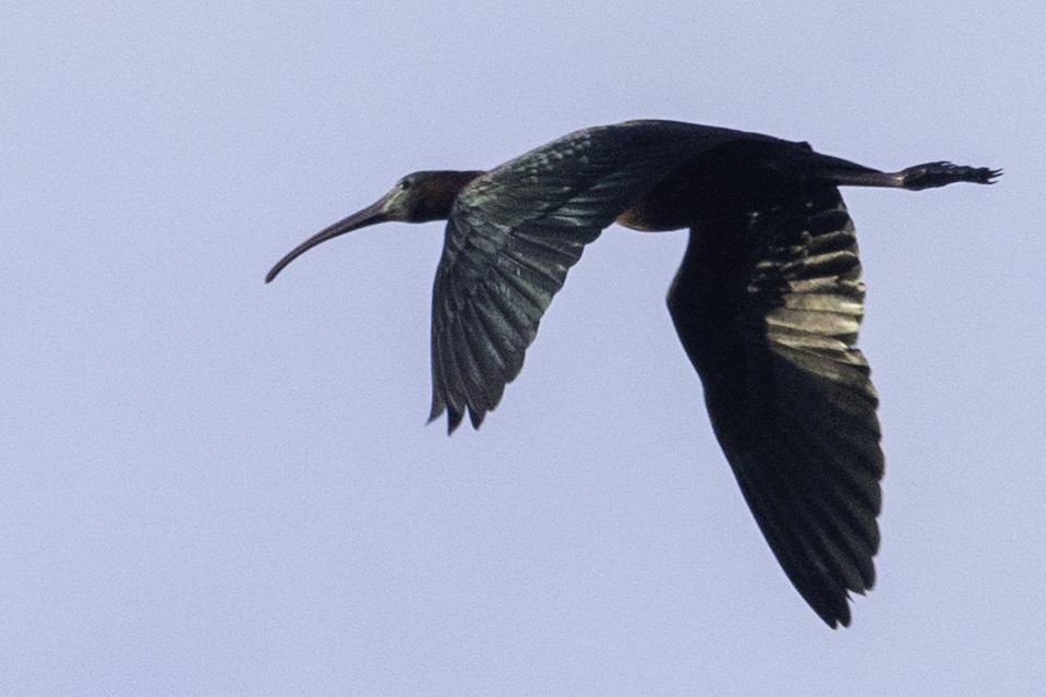 ibis hnědý - ML343464191