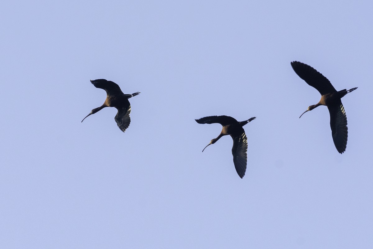 White-faced Ibis - ML343464311