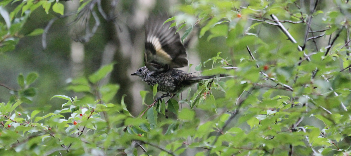 Townsend's Solitaire - ML343465081