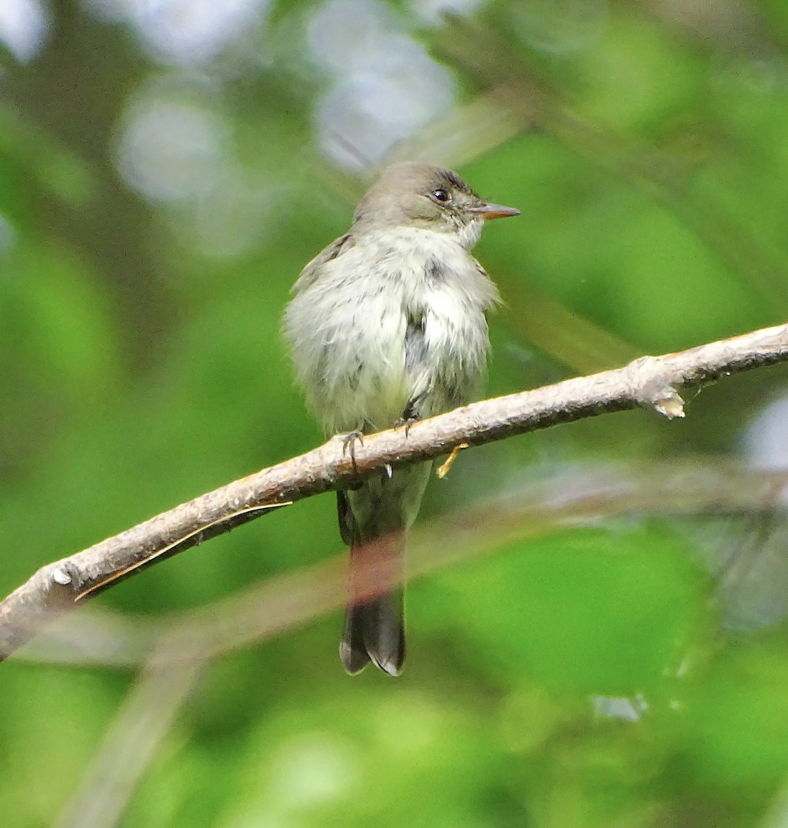 Eastern Wood-Pewee - ML343465211