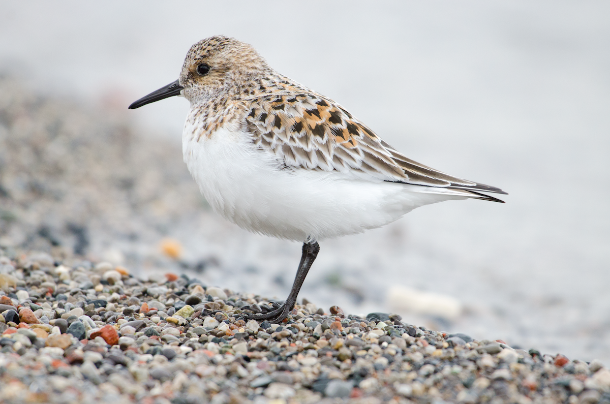 Sanderling - ML343466391