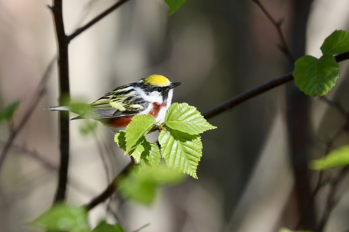 Chestnut-sided Warbler - ML343466621