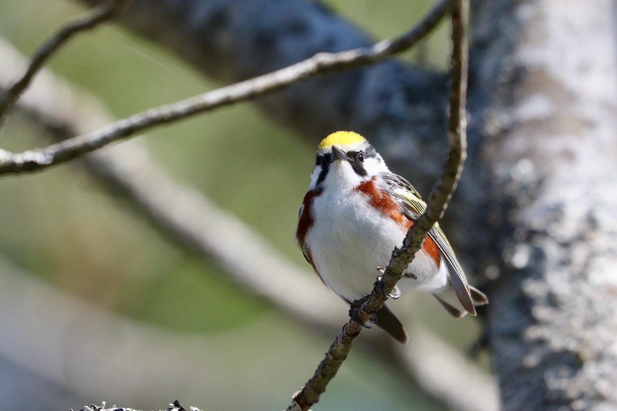 Chestnut-sided Warbler - ML343466831