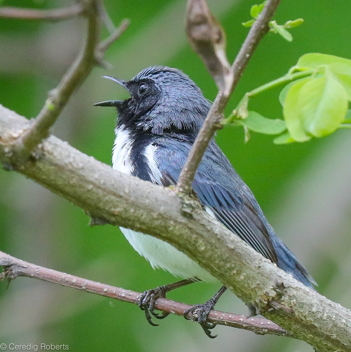Black-throated Blue Warbler - Ceredig  Roberts