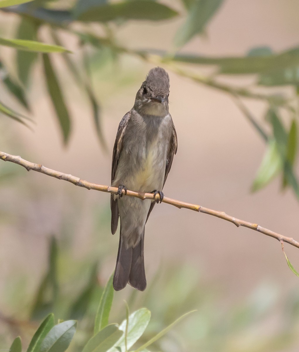 Western Wood-Pewee - ML343468741