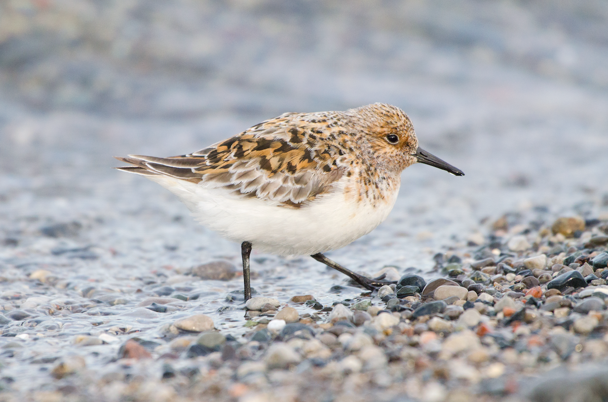 Sanderling - ML343468971
