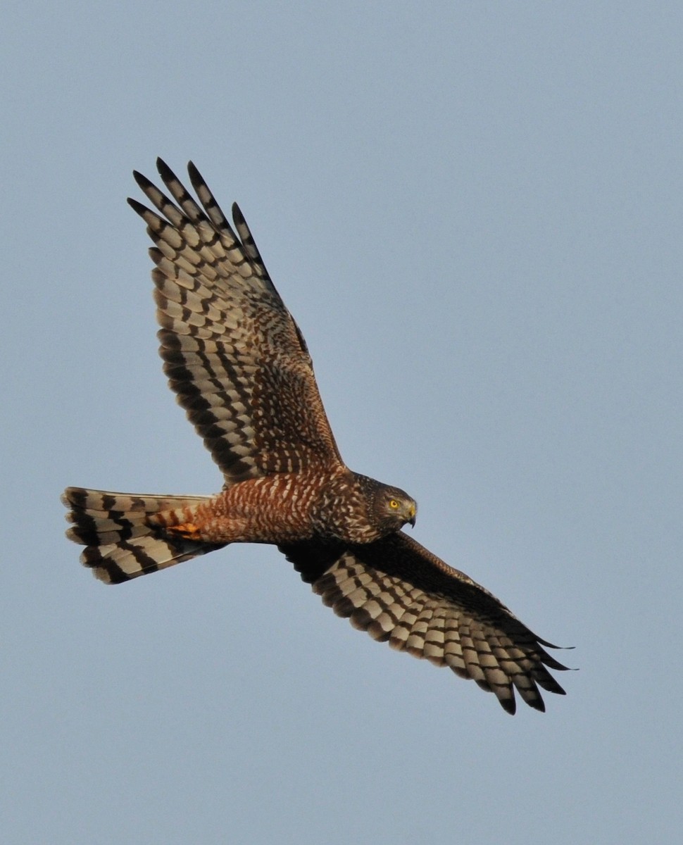 Cinereous Harrier - ML34346941