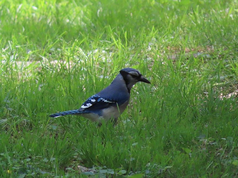 Blue Jay - ML343471811