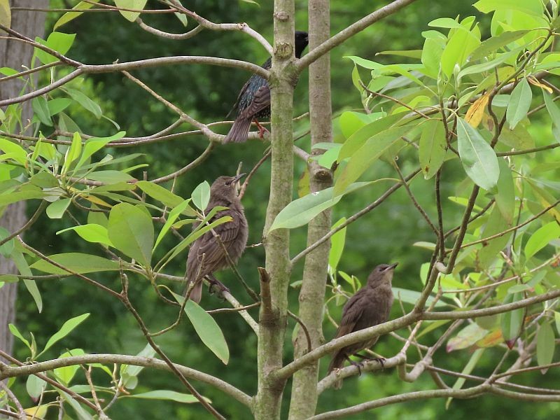 European Starling - ML343471861