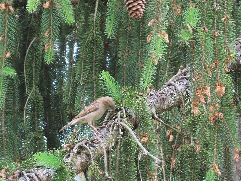 Moineau domestique - ML343471951