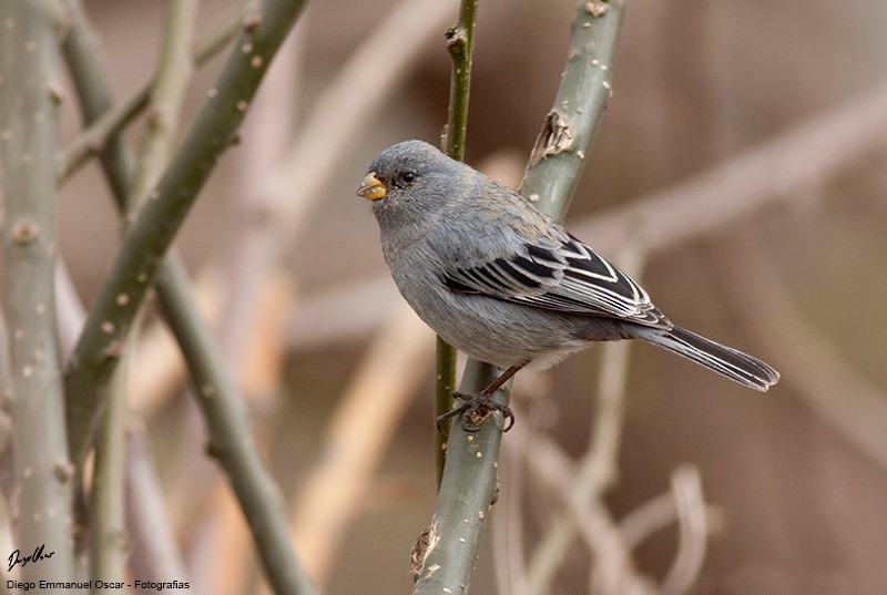 Band-tailed Seedeater - ML343472801