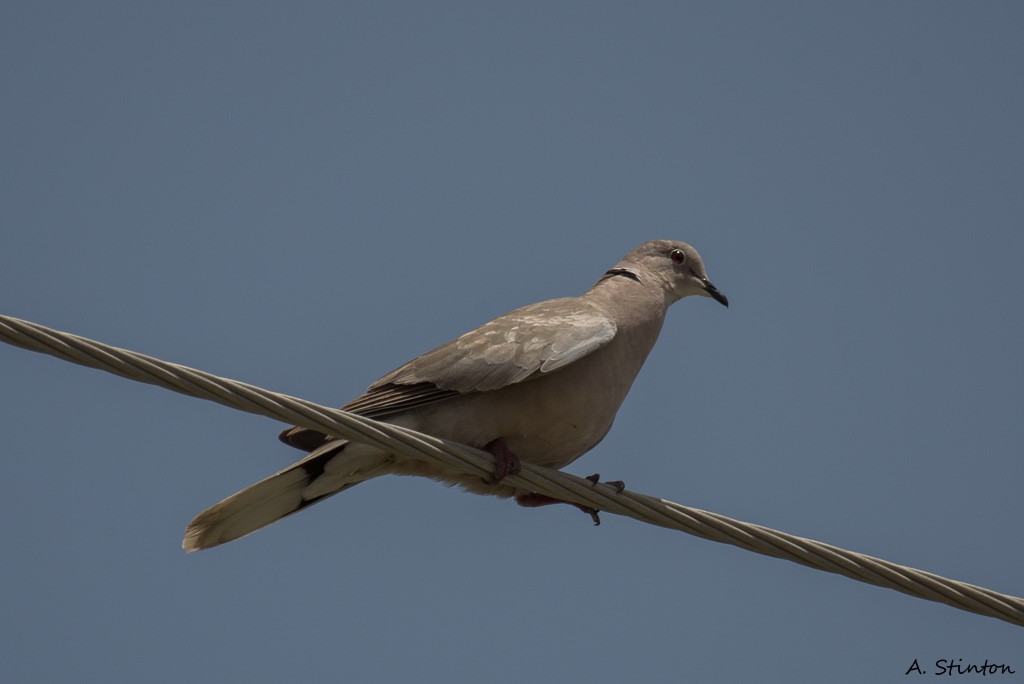 Eurasian Collared-Dove - ML34347341