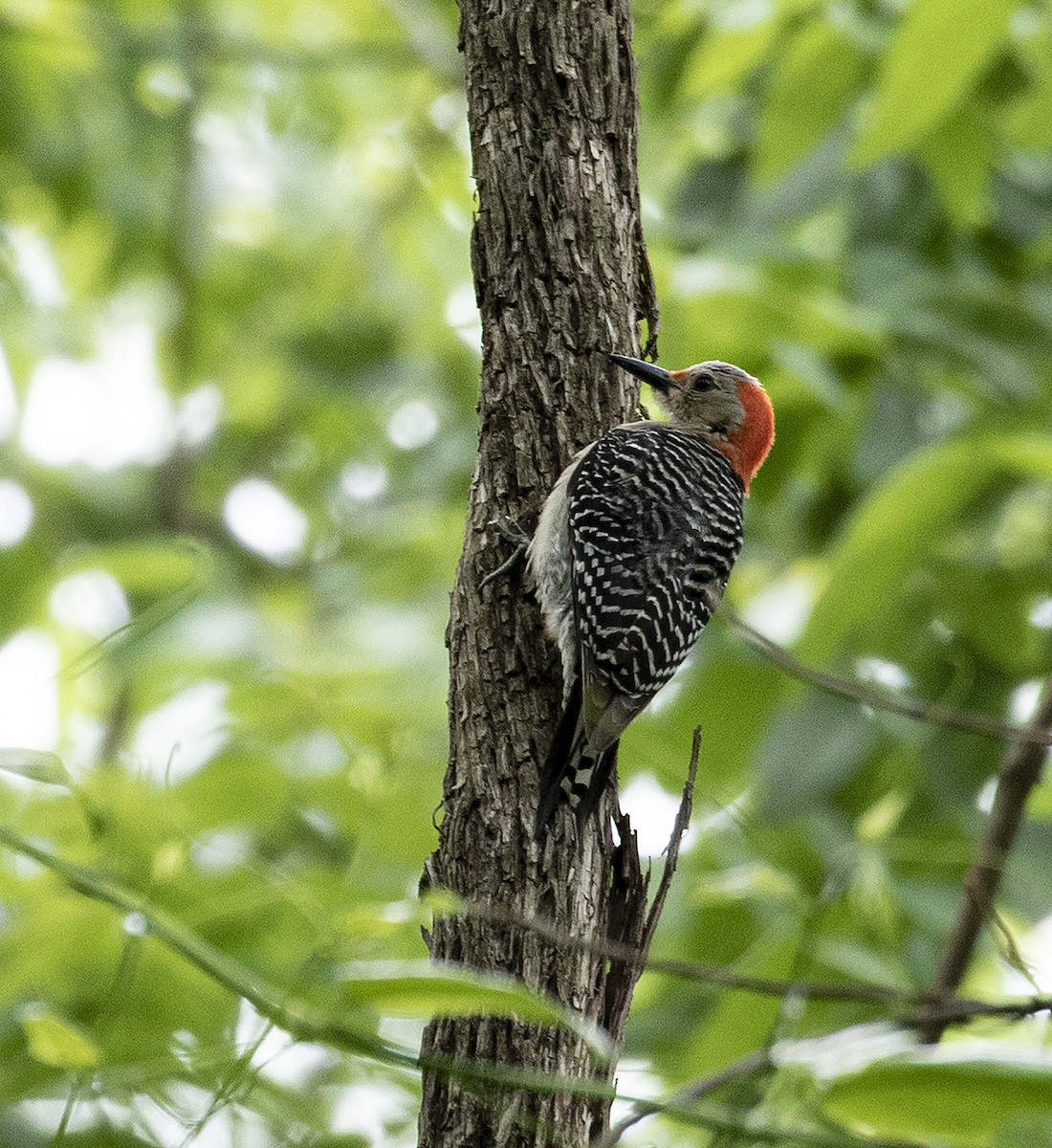 Red-bellied Woodpecker - ML343474651