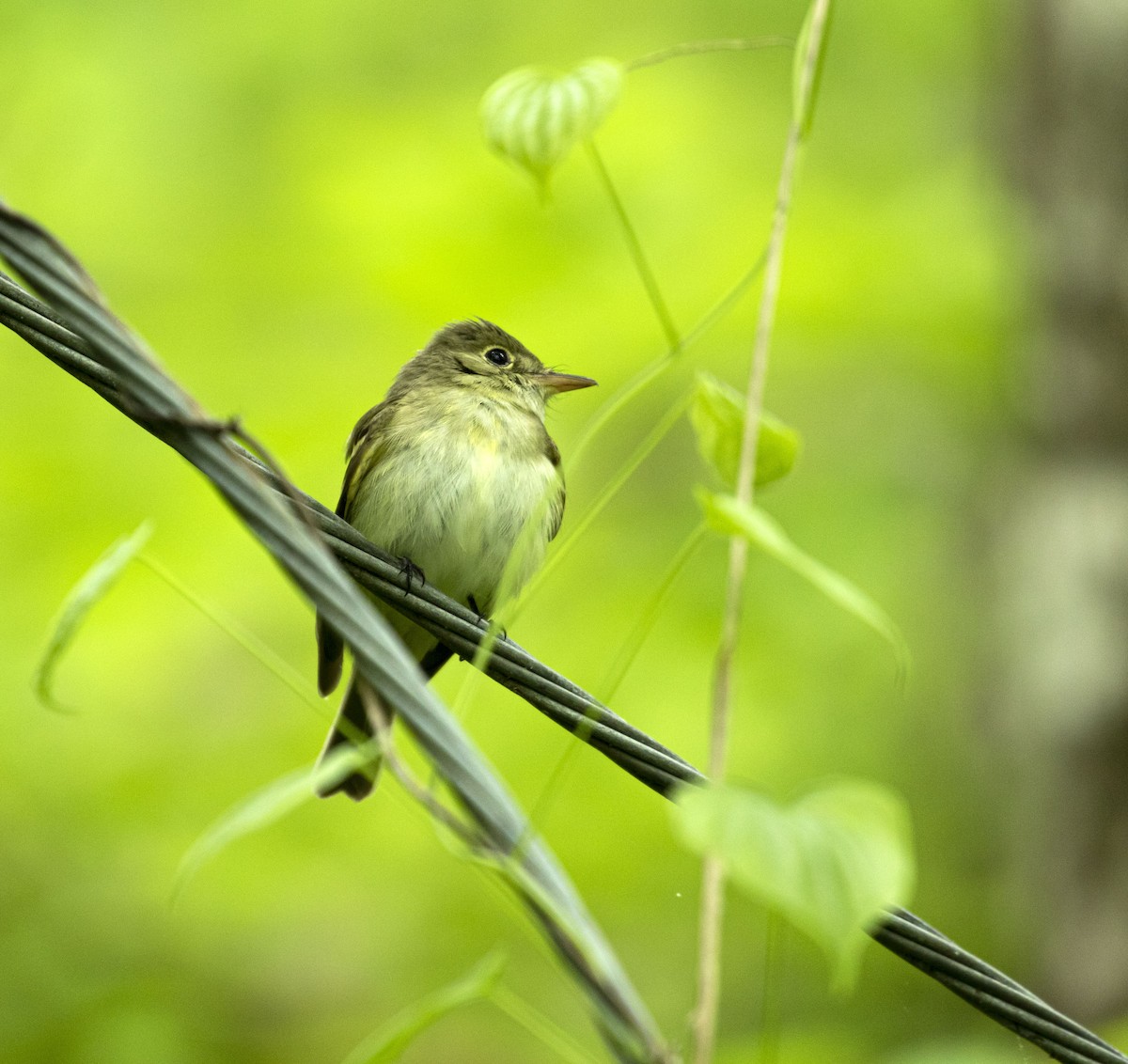 Least Flycatcher - Jason Lott