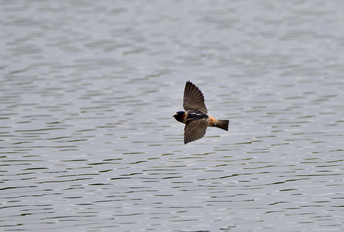 Cliff Swallow - Jackie Elmore