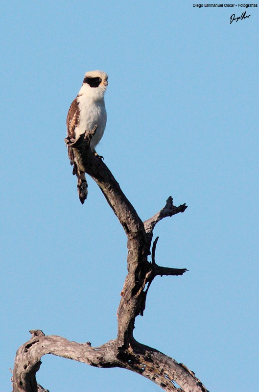 Laughing Falcon - ML343477301