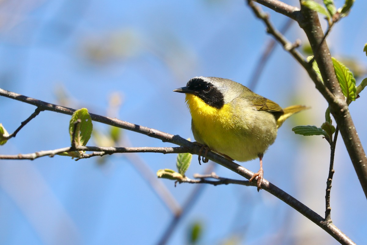 Common Yellowthroat - ML343477371