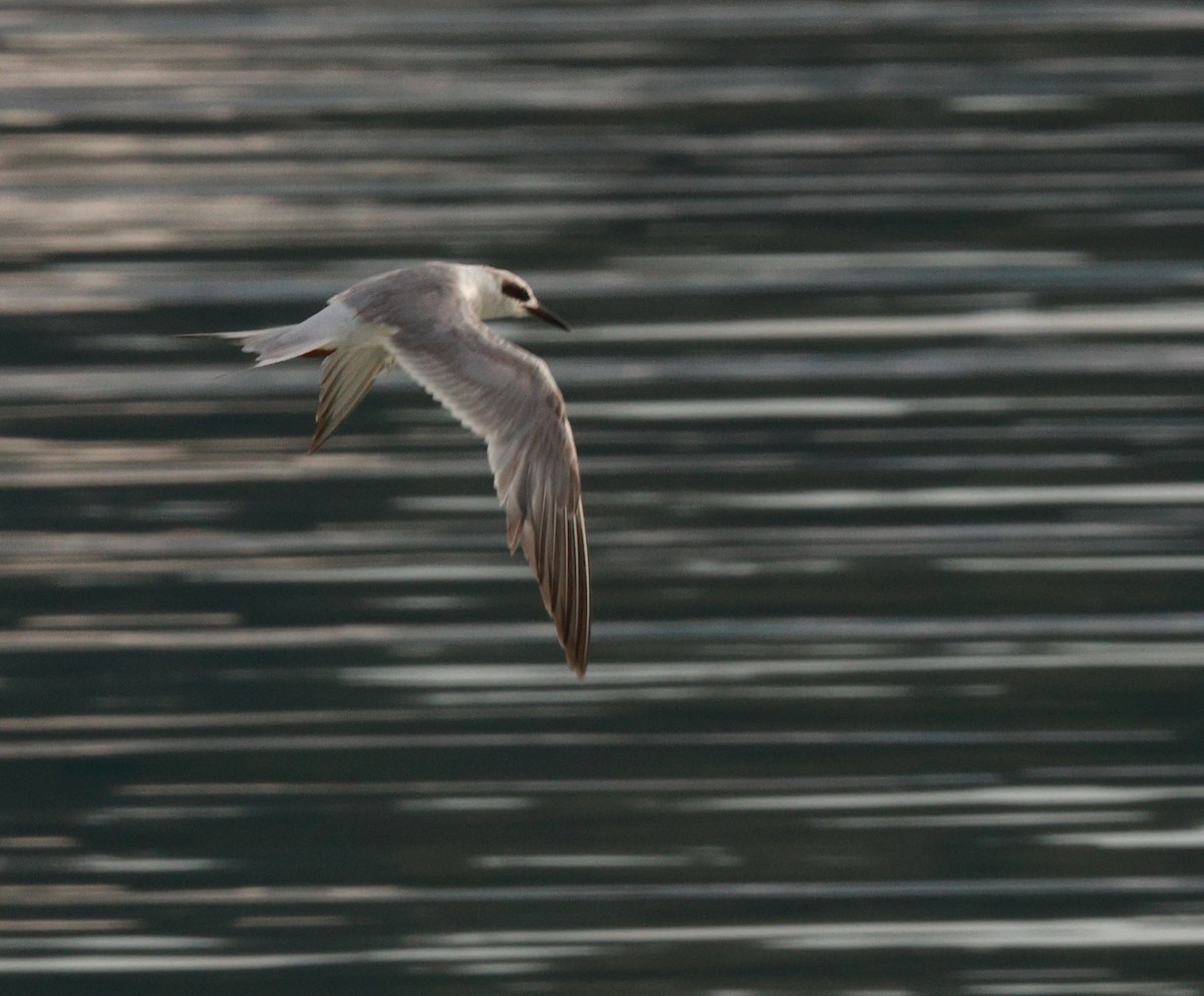 Forster's Tern - Richard Brewer