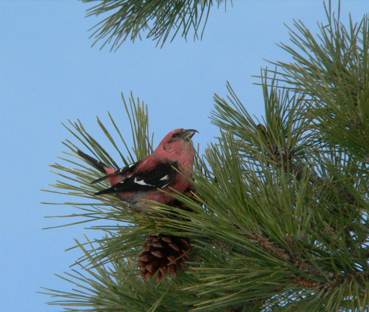White-winged Crossbill - ML343477731