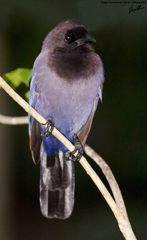 Purplish Jay - ML343478191