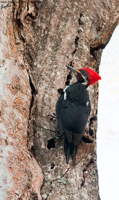 Black-bodied Woodpecker - ML343478221