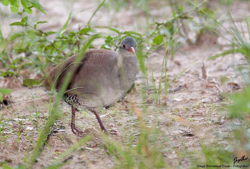 Tataupa Tinamou - ML343478541