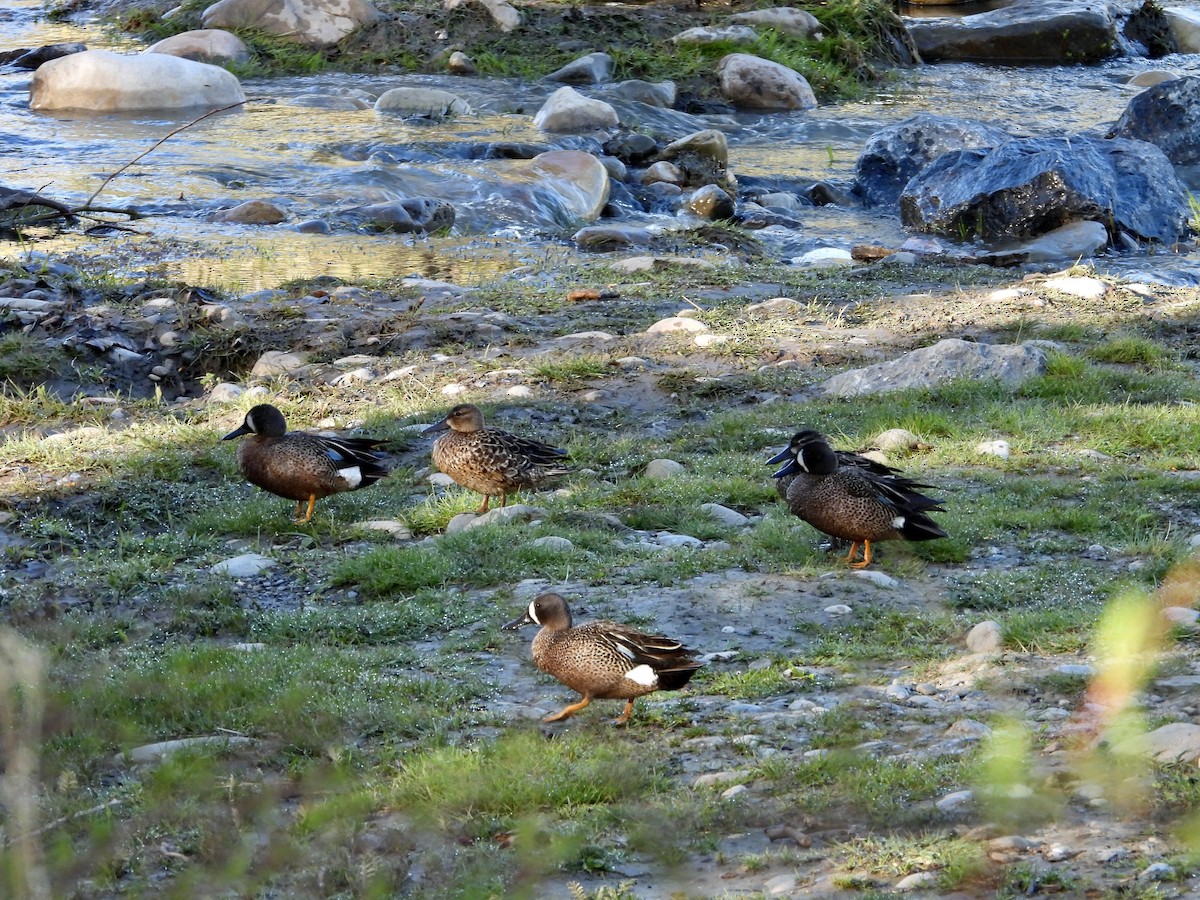 Blue-winged Teal - ML343478891